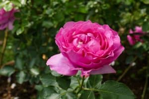 yves piaget rose