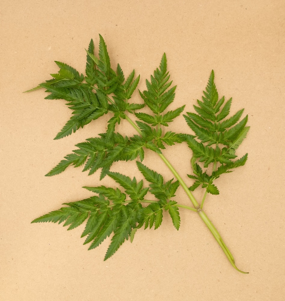 Weeds That Looks Like Parsley:
