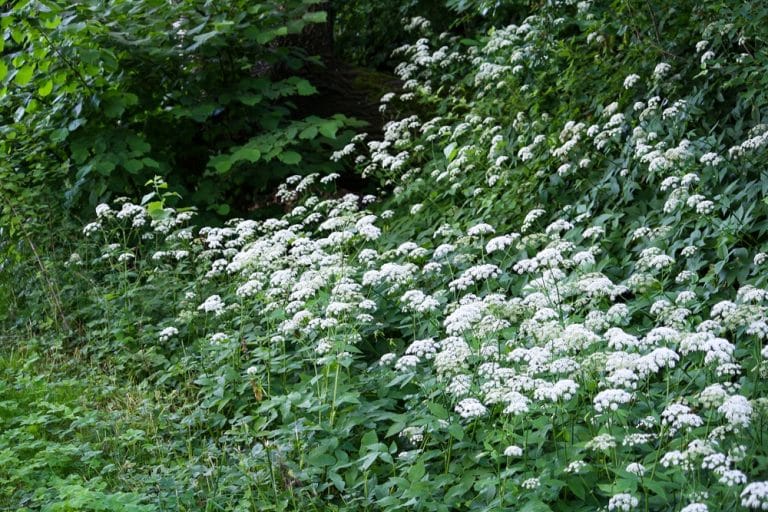 Weeds That Looks Like Parsley 7 Look a Like Plants