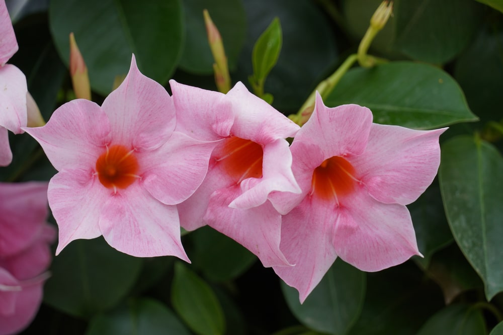 Do Hummingbirds Like Dipladenia