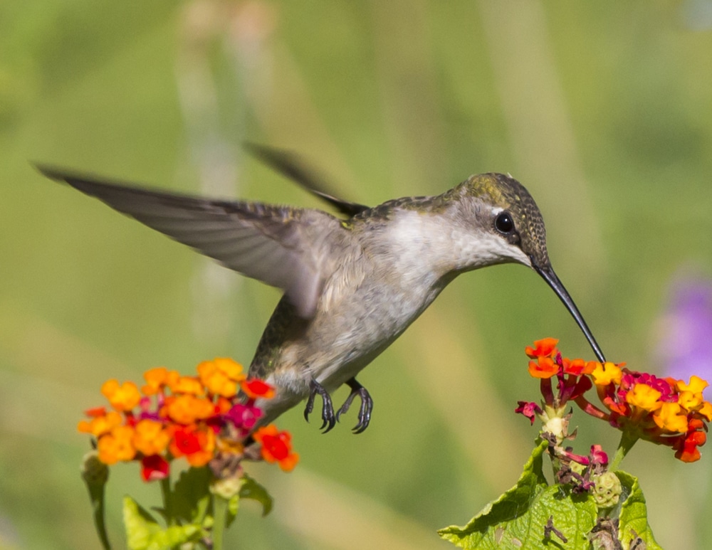 Do Lantanas Attract Hummingbirds