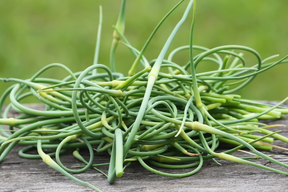 Harvesting Garlic Scapes