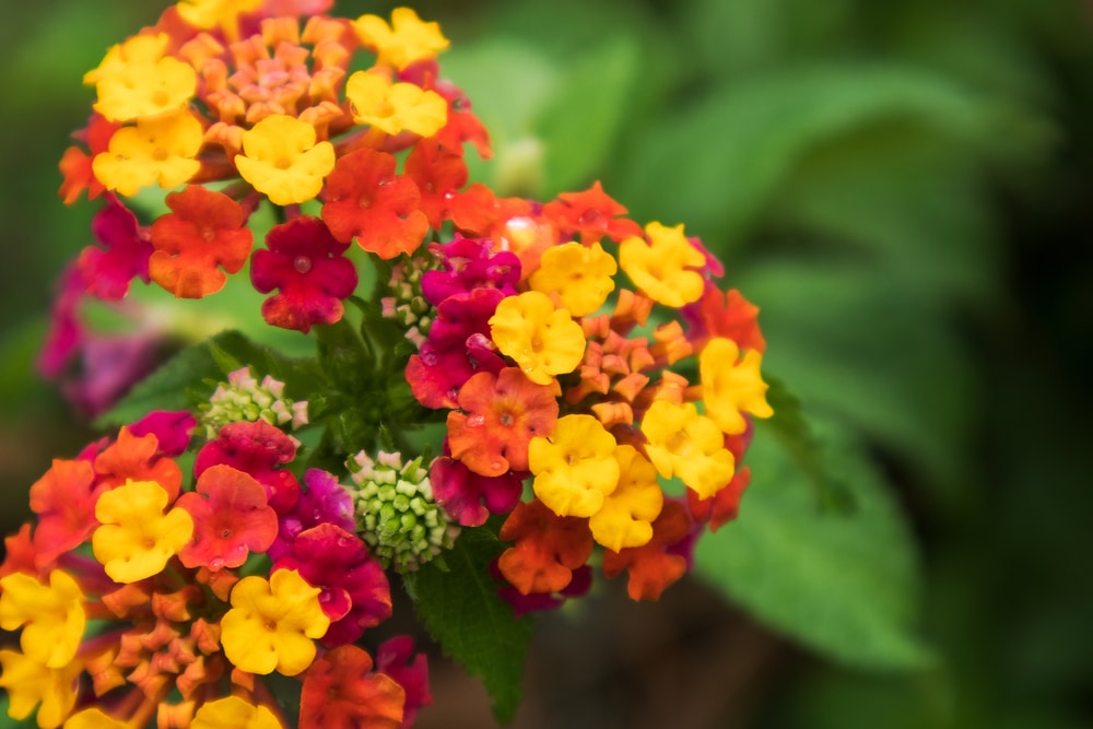 Do Lantanas Attract Hummingbirds