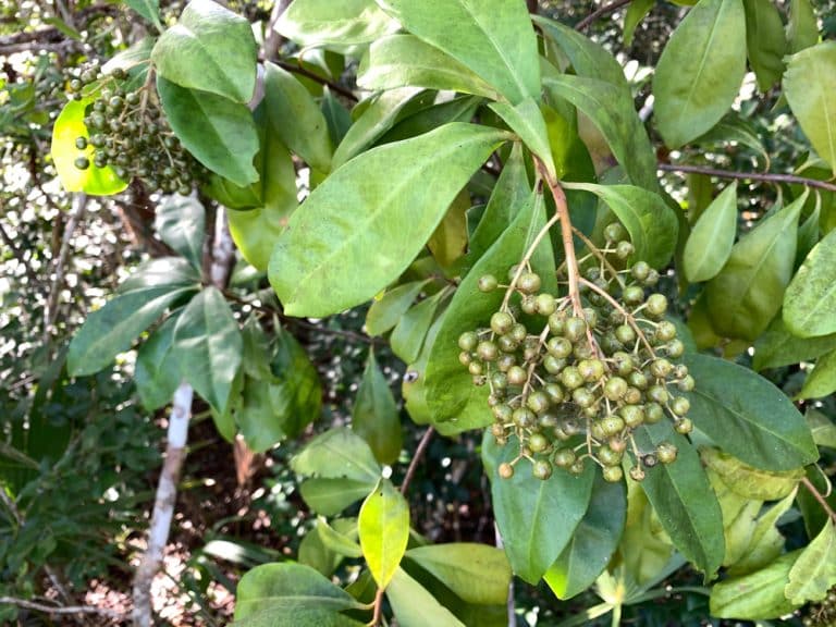 Low Maintenance Shrubs for Central Florida 10 Varieties