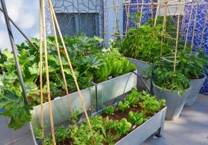 Pros and Cons of Metal Raised Garden Beds