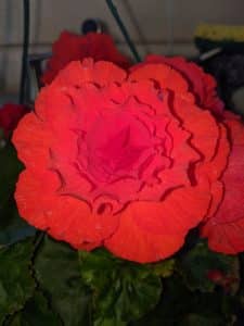 Non stop Begonia