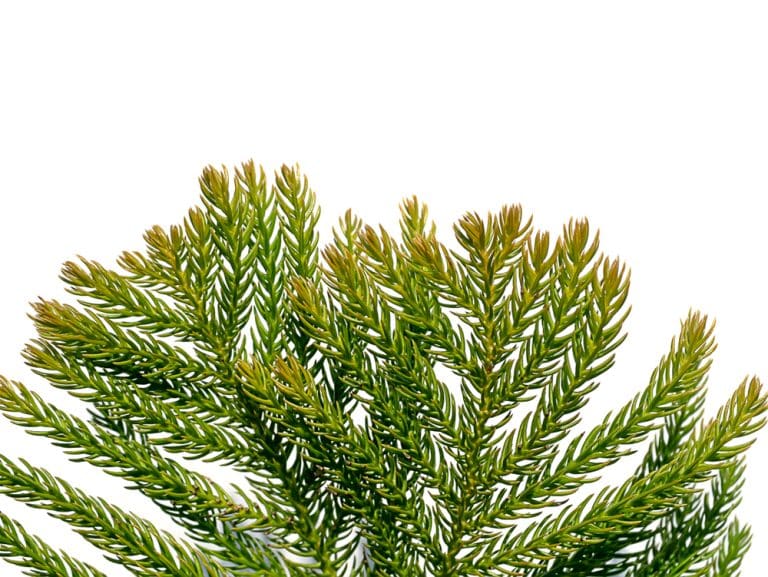 Norfolk Pine Problems Common Issues and Solutions