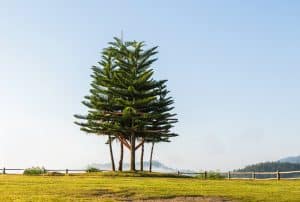 Single Stem vs Multi Stem Tree