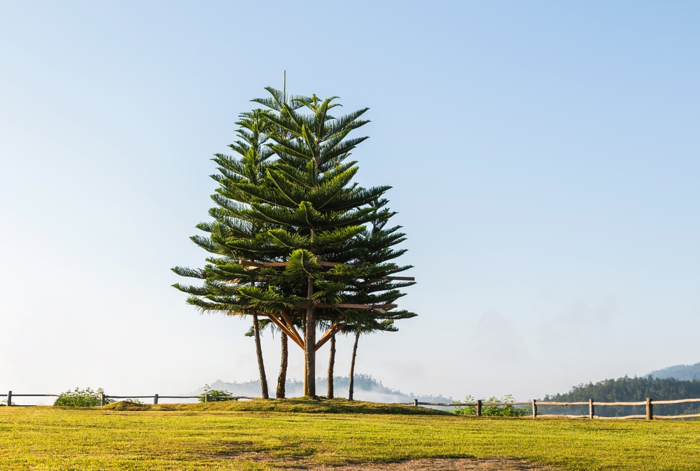 Norfolk Pine Problems