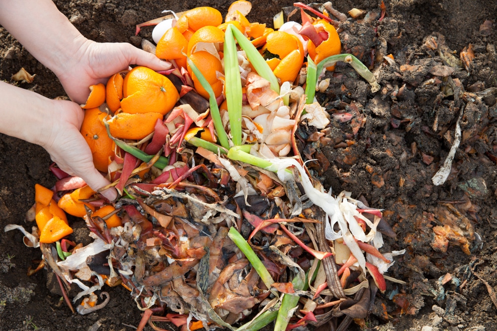 Are Orange Peels Good for Plants