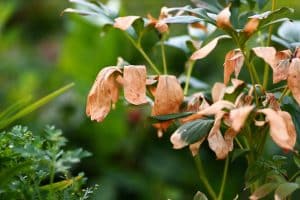 Signs of Overwatering Peonies