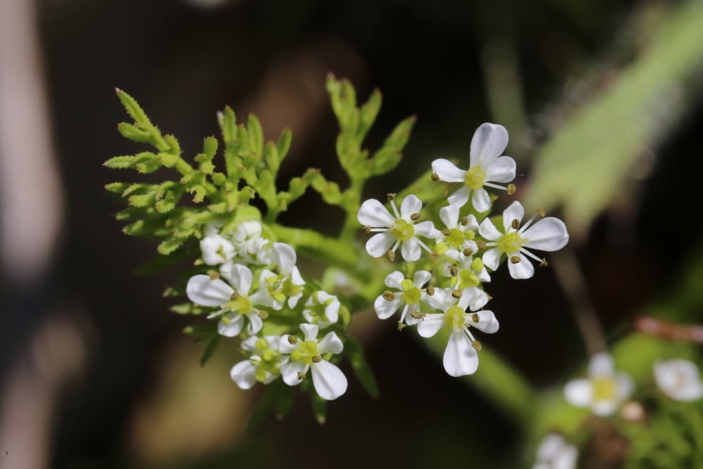 Weeds That Looks Like Parsley