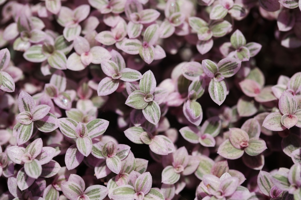 Turtle Vine (Callisia repens)