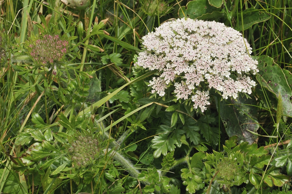 Weeds That Looks Like Parsley