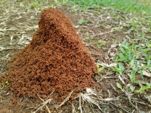 What Insect Causes Small Dirt Mounds In Your Yard