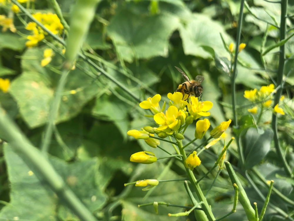 Bok Choy Flowering