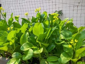 Bok Choy Flowering