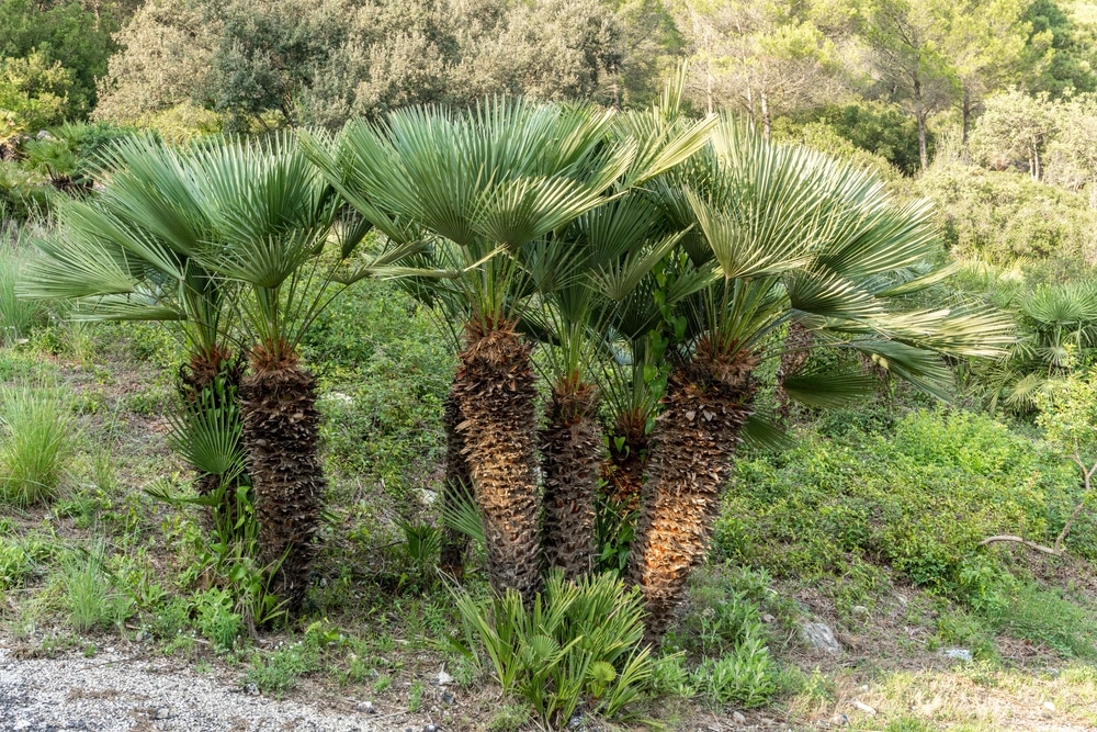 3 Trunk Palm Trees