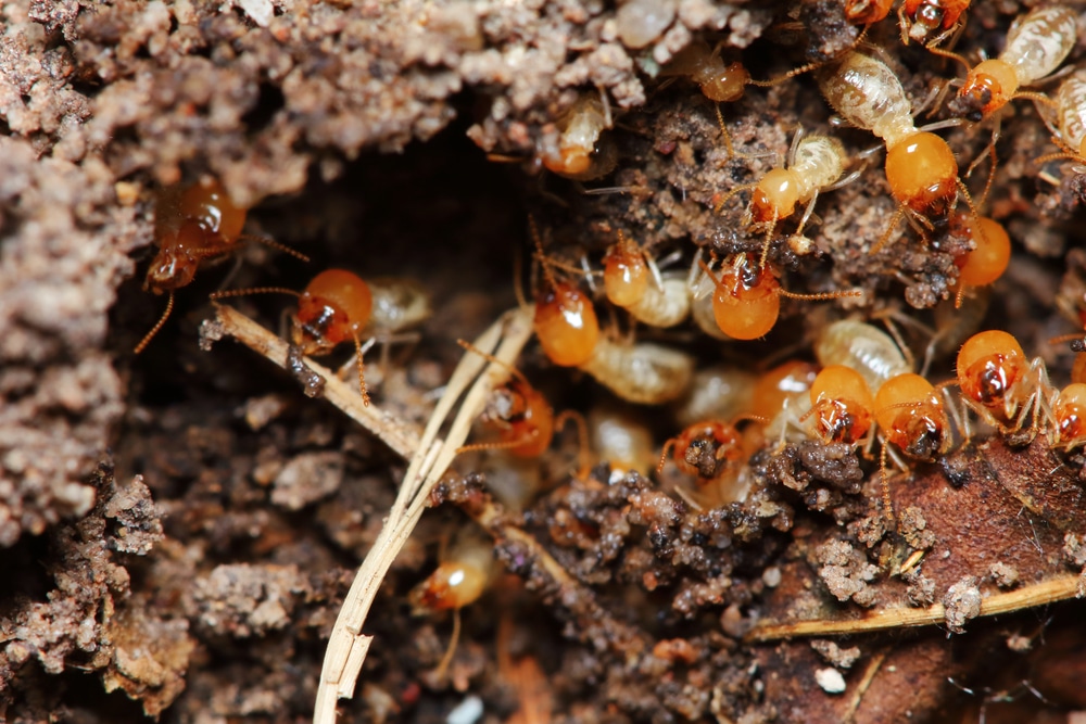 What Insect Causes Small Dirt Mounds In Your Yard