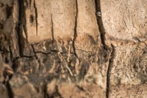 What Causes a Tree Trunk to Split Vertically