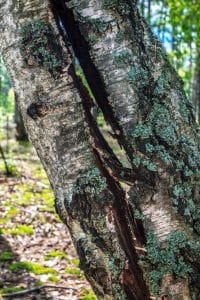 What Causes a Tree Trunk to Split Vertically