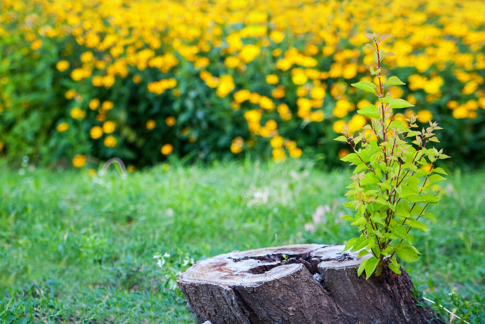 What to do if you've hit an exposed stump with your riding mower