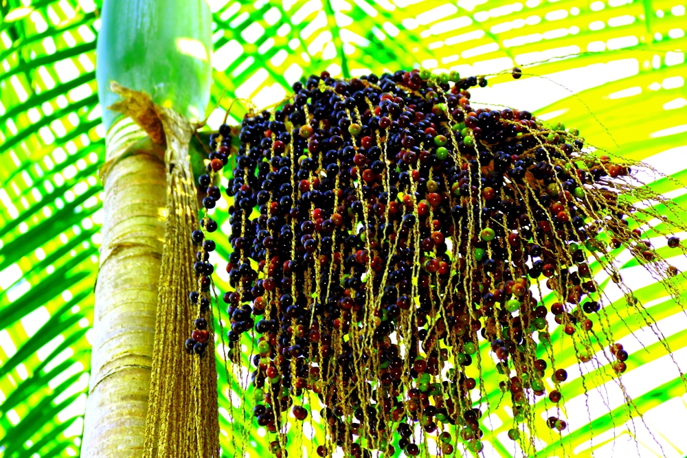 Acai Tree Florida