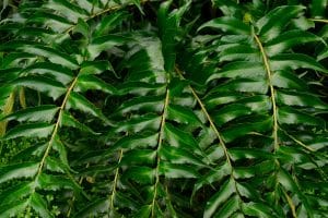 Japanese Fern Tree Florida