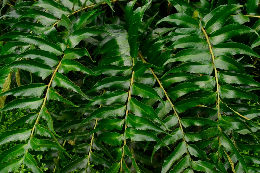 Japanese Fern Tree Florida