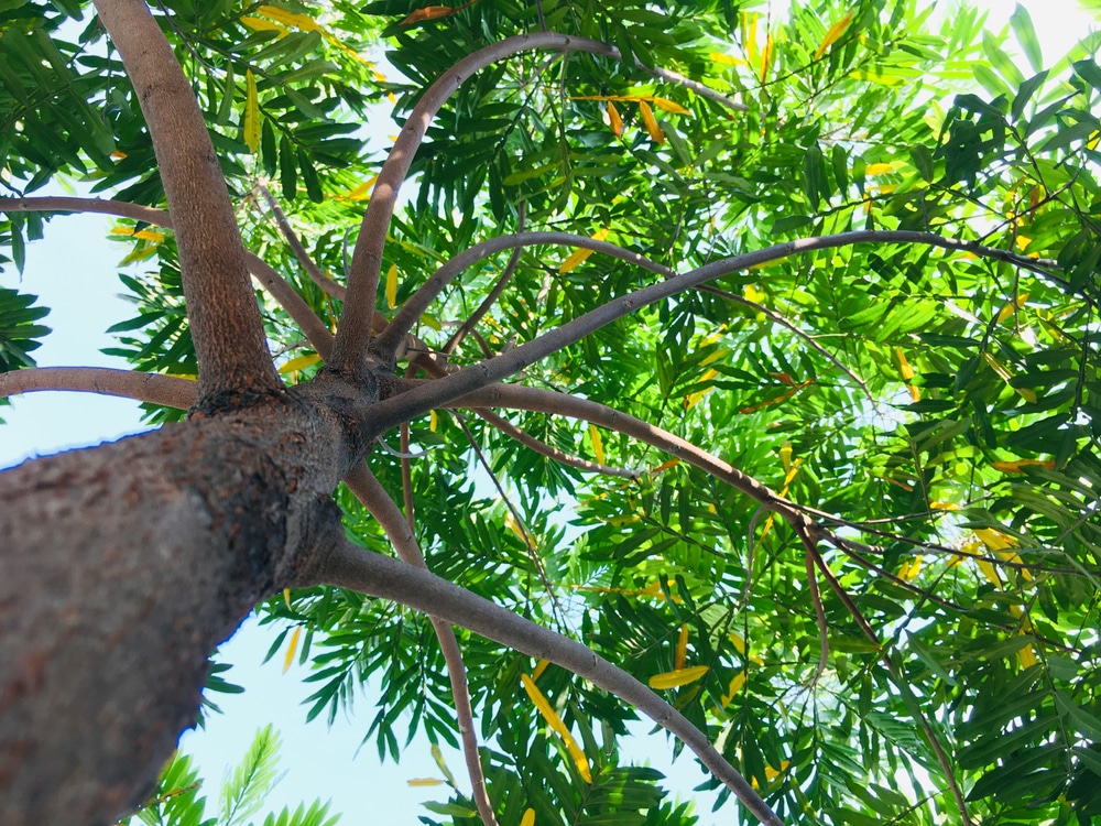 Japanese Fern Tree Florida