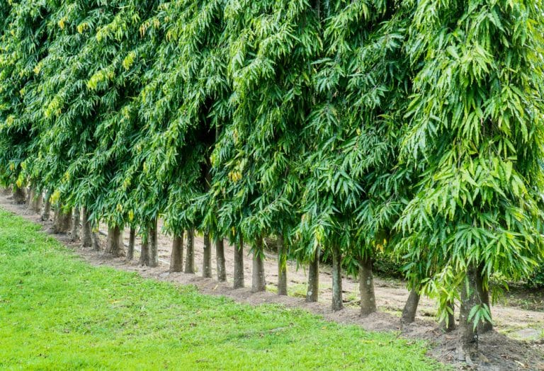 Mast Tree Florida: Growing and Caring for a Polyalthia Longifolia – GFL ...