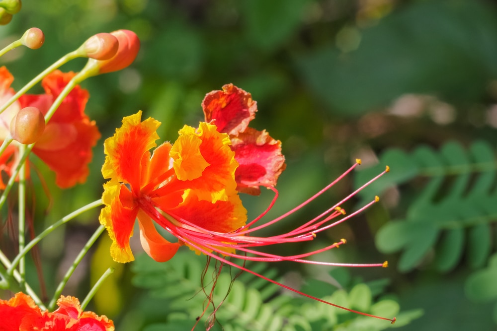 Pride of Barbados in Texas