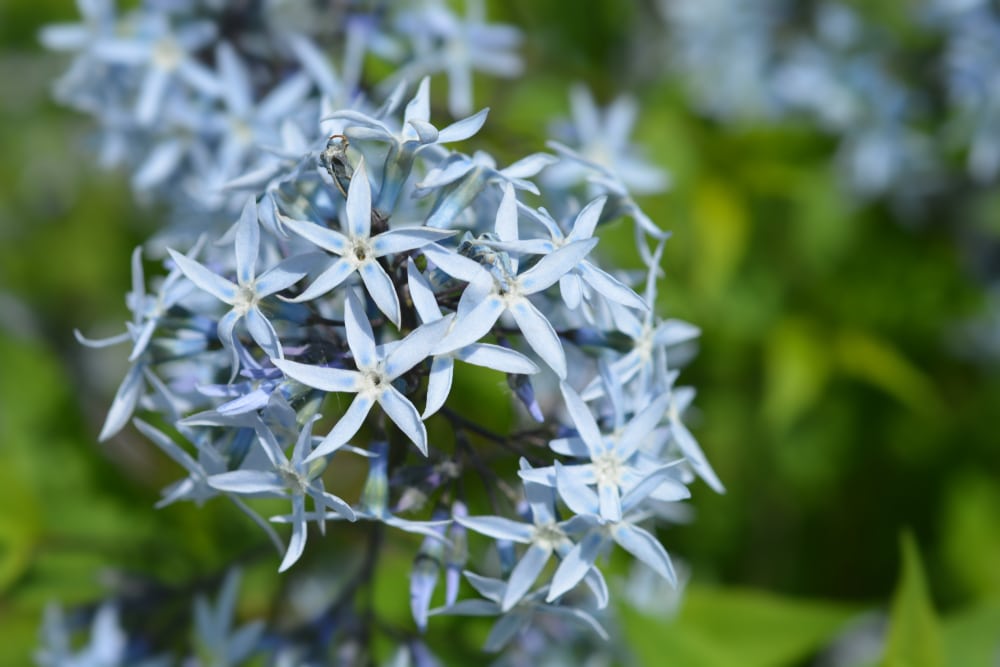 Willow Blue Star Flower