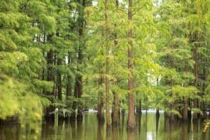 Pond Cypress Tree Florida
