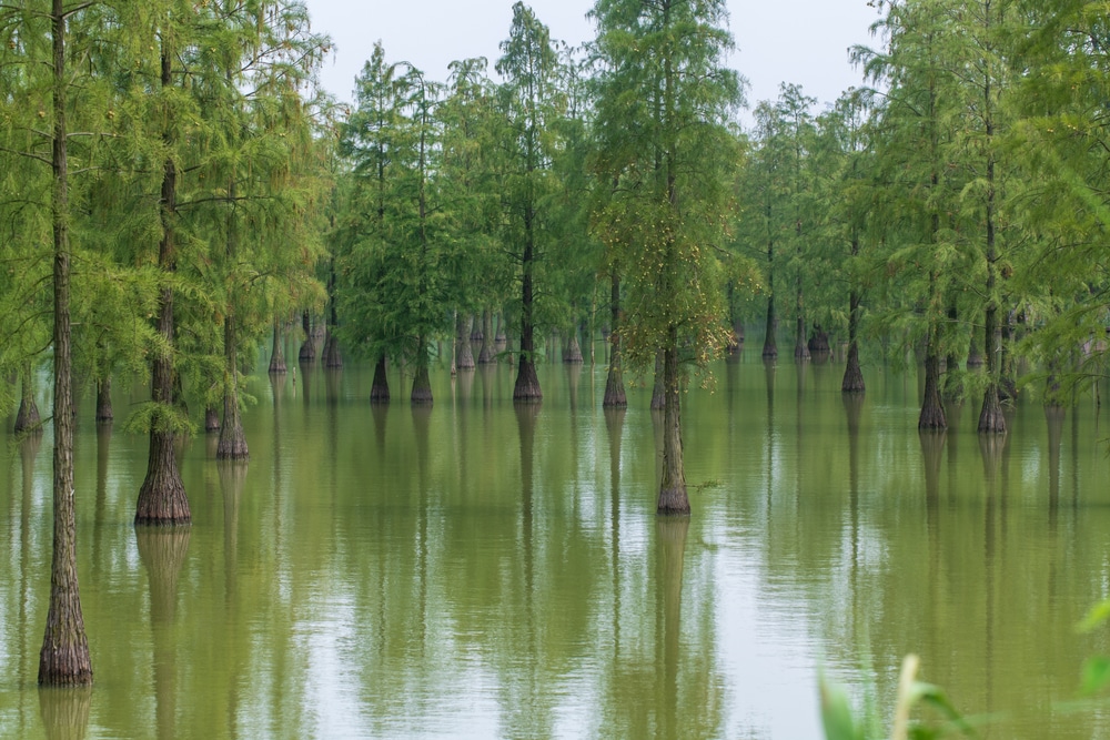 Pond Cypress Tree Florida