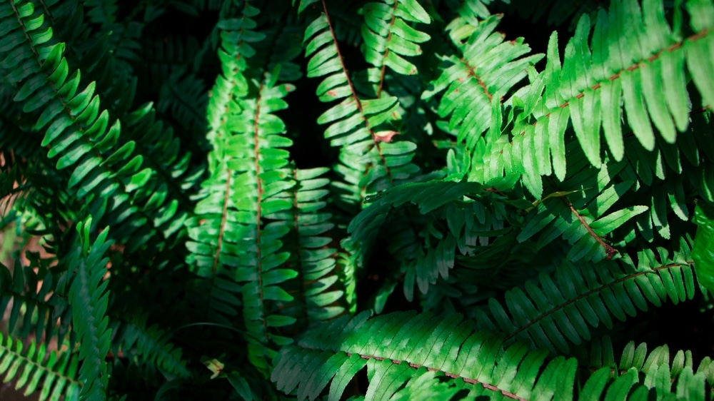 Oregon Drought Tolerant Plants