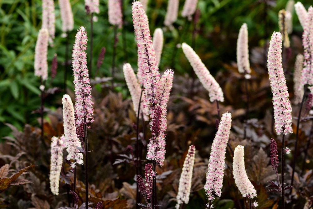 How to care for an Actaea simplex brunette