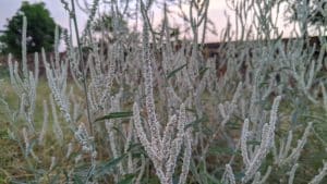 Actaea Simplex Brunette