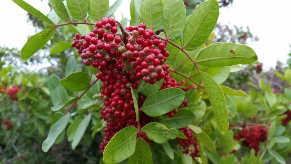 Dahoon Holly Tree Florida