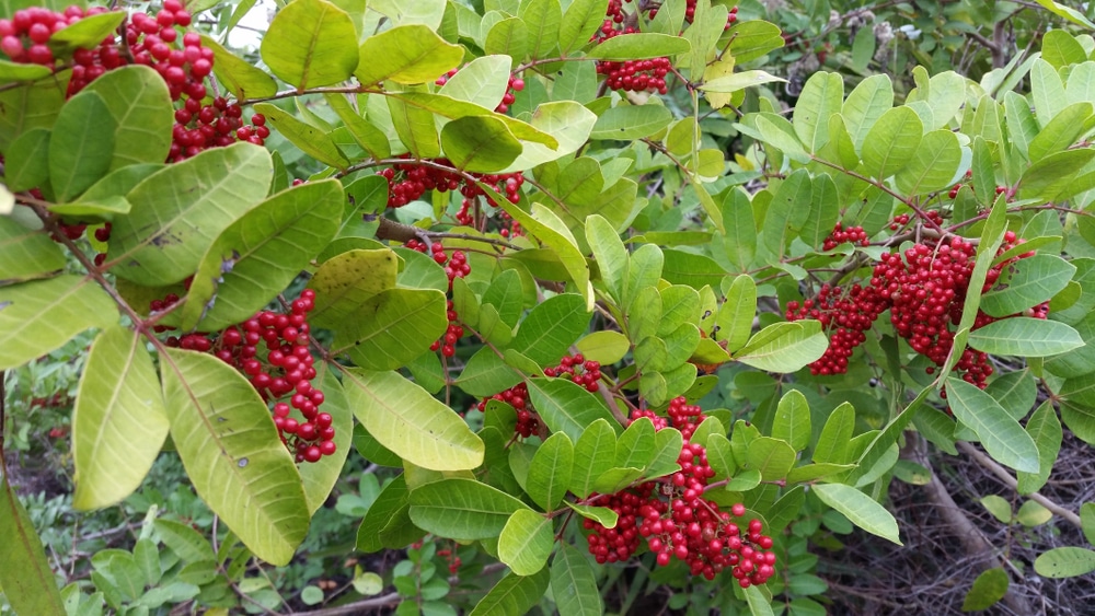 Dahoon Holly plant facts