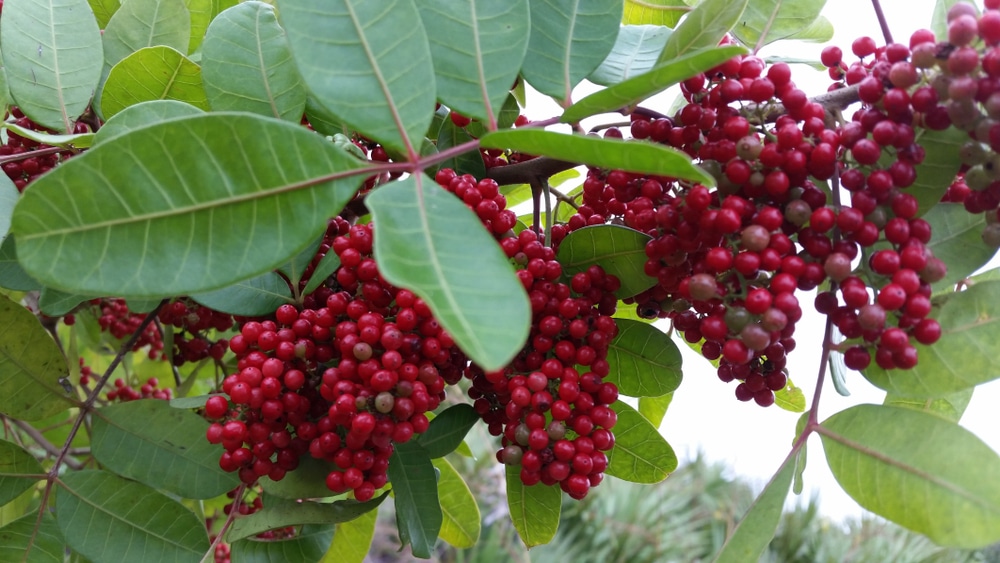 Dahoon Holly Tree Florida