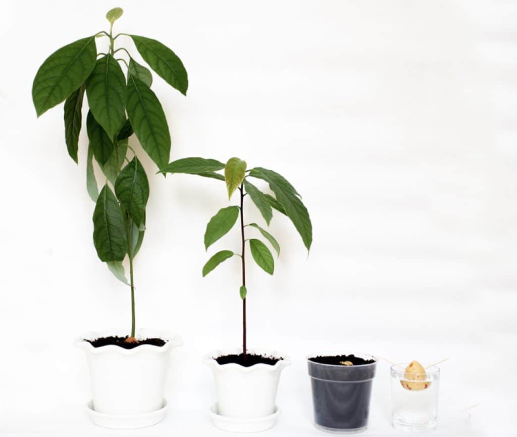 Yes, You can grow avocado trees in pots
