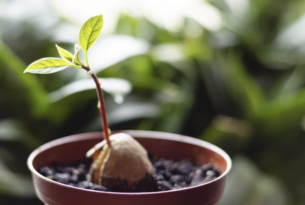Caring for a potted avocado tree