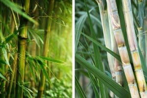 Sugar Cane vs Bamboo