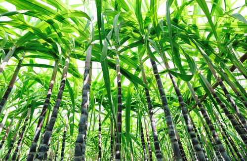 Sugar Cane and Bamboo Care Comparison