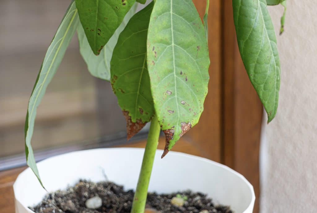 When to take a potted avocado outside