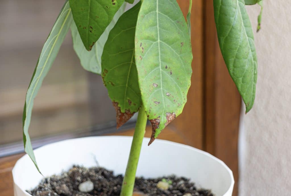 When to take a potted avocado outside
