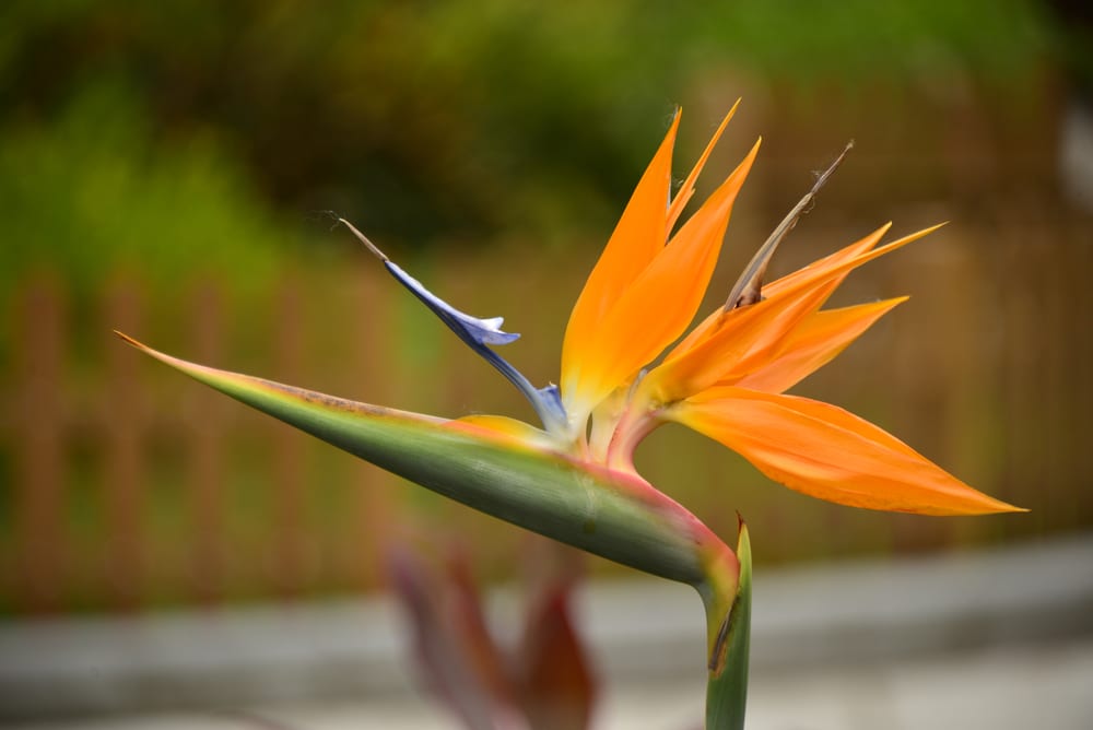 Bird of Paradise Brown Leaf Edges