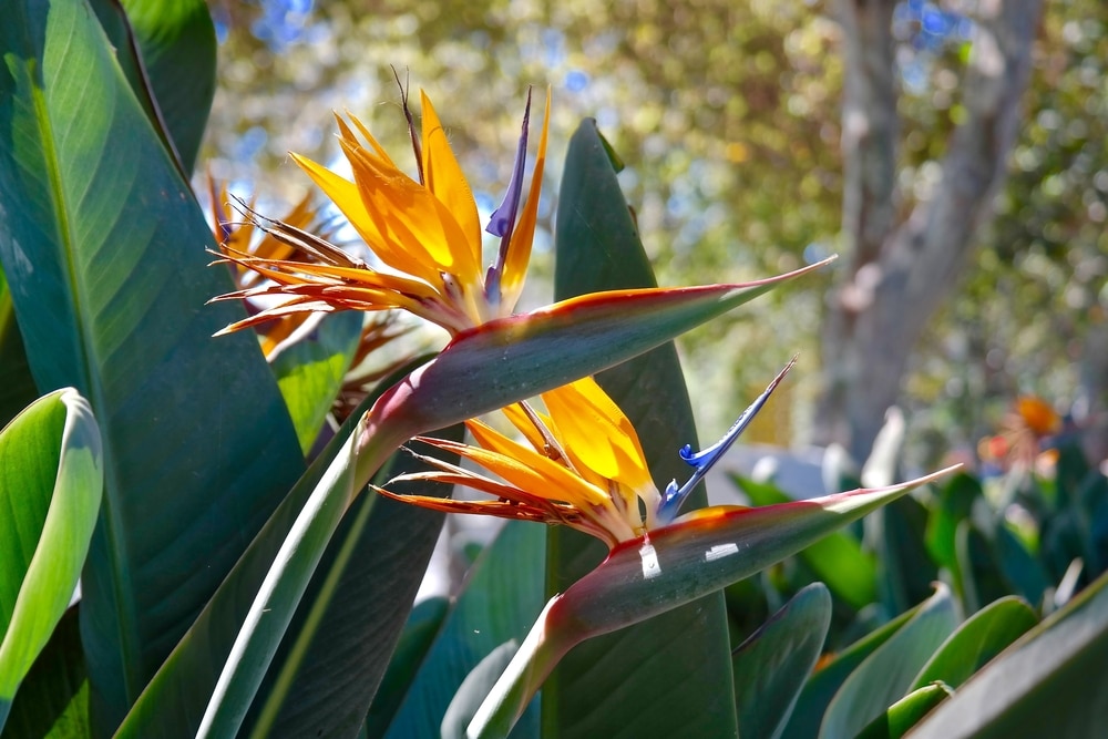 Bird of Paradise Brown Leave Edges