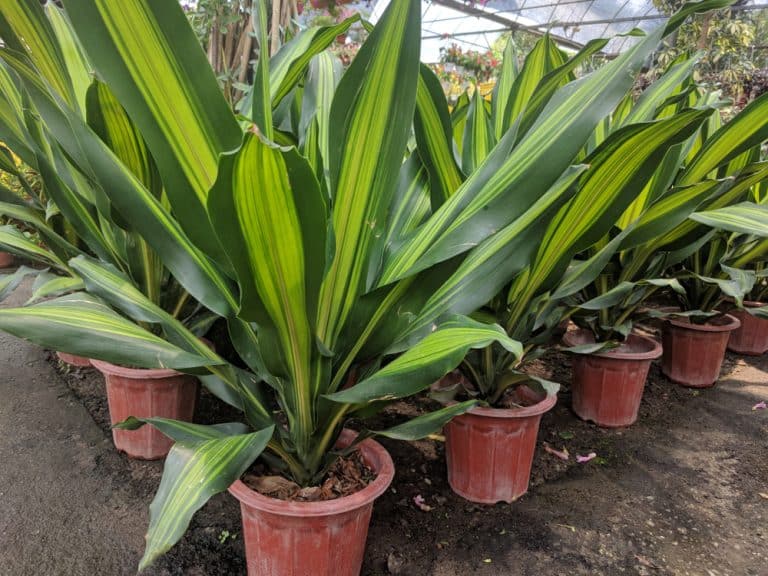 Mass Cane Plant Growth and Care Essentials for a Thriving Indoor Plant